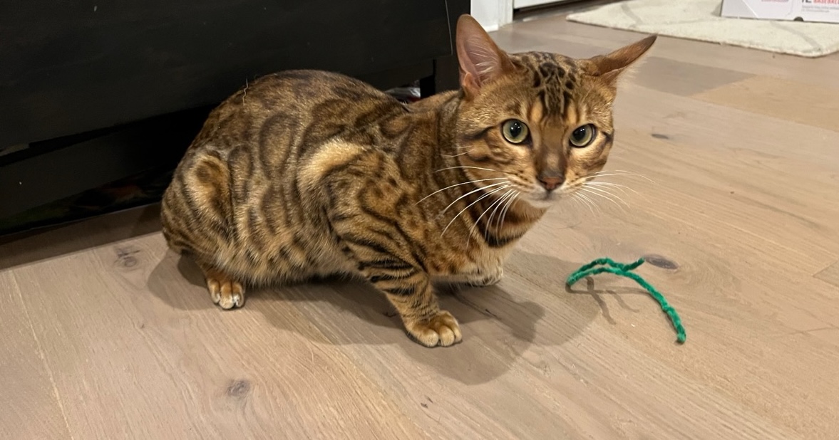 Bengal cat playing on a hardwood floor