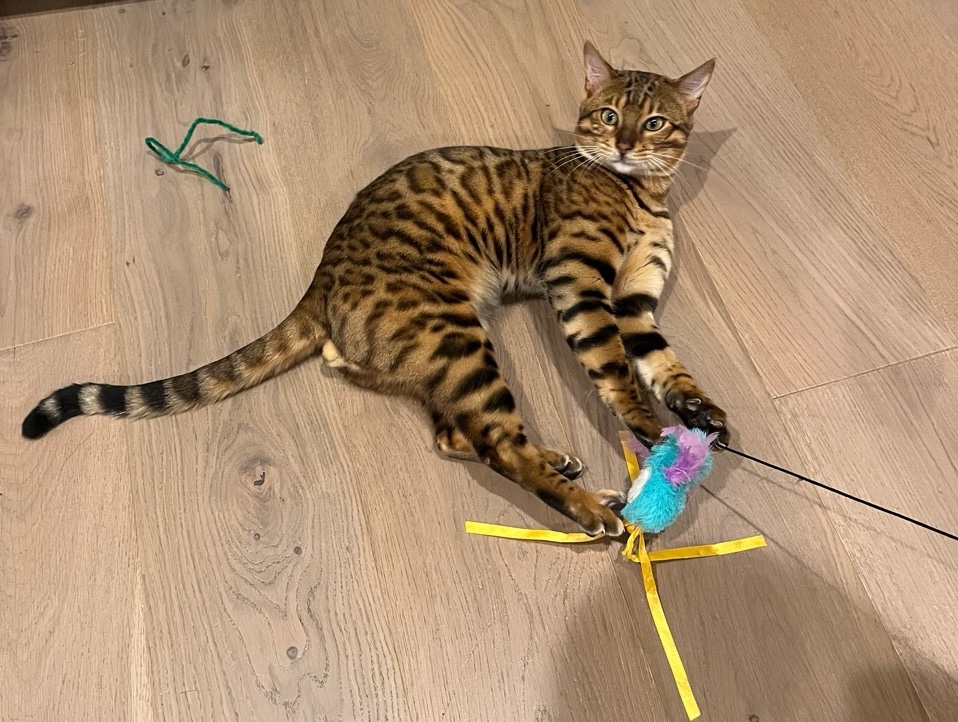Bengal cat relaxing on a hardwood floor